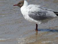 Baltikum, Lettland, Jurmala