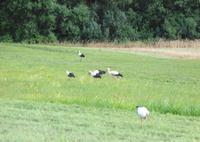 Litauen - Allgegenwärtige Störche