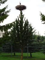 Litauen - Storchennest