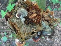 Lettland - Nationalpark Gauja 