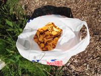 Lettland - Nationalpark Gauja - Pfifferlinge