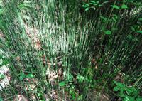 Lettland - Nationalpark Gauja 