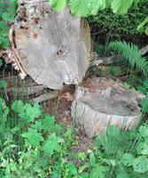 Lettland - Nationalpark Gauja 