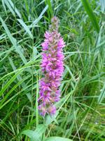 Lettland - Nationalpark Gauja 