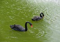 Lettland - Cesis - Schwarze Schwäne im Stadtpark