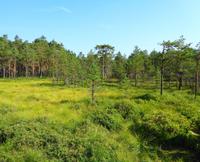 Estland - Lahemaa Nationalpark