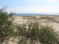 Rundreise Baltikum - Kurische Nehrung, Wanderdüne