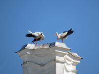 Rundreise Baltikum - Schloss Rundale