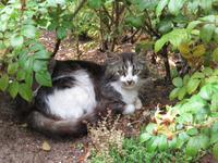 Rundreise Baltikum - Gauja-Nationalpark, Burg Turaida in Sigulda 