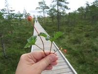 Rundreise Baltikum - Laheema-Nationalpark
