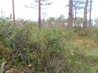 Rundreise Baltikum - Laheema-Nationalpark