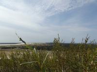 Kurische Nehrung, Hohe Düne