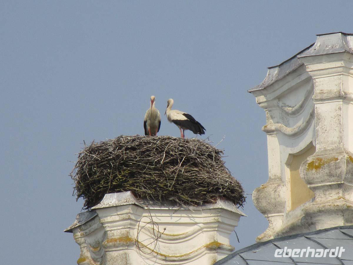 Störche auf dem Dach von Schloß Rundale