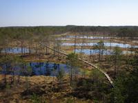 Moor im Lahemaa Nationalpark