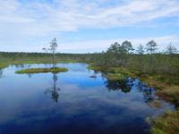 Estland_Laheema_Nationalpark_Moor (4)