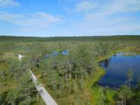 Estland_Laheema_Nationalpark_Moor (6)