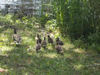 DSCN3808 auch diese Familie fühlt sich hier wohl