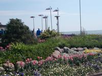 DSCN3825  Fischerwimpel