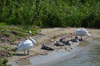 Bewohner des Kurischen Haffs