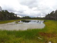 Laheema_Nationalpark_Moor (5)