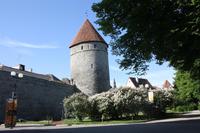 Stadtmauer von Tallinn