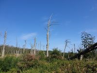 0302 Kurische Nehrung