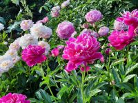 Estland - Tartu - Botanischer Garten