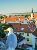 Estland - Tallinn