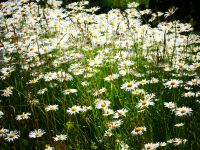 Lettland - Gauja Nationalpark - Turaida