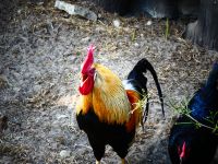 Estland - Tallinn - Rocca al Mare