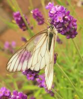 Ein Schmetterling beim Futtern, Kurische Nehrung