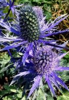 Die Grünanlagen von Nida sind farbenprächtig und liebevoll bepflanzt, hier mit Stranddisteln