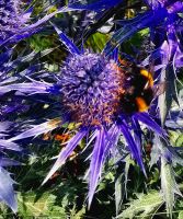 Die Disteln hier sind farbintensiv und ziehen alle Insekten magisch an, Nida