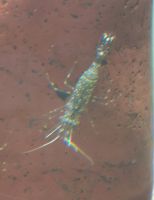 Garnelen im Bernsteinzentrum in Karkle