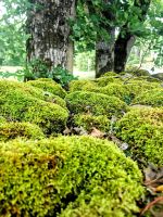 Die Natur auf der Insel Saremaa ist bezaubernd schön