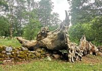 Insel Saaremaa, Estland