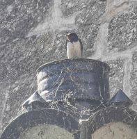 Die Schwalben nutzen die dicken Burgmauern zum Schutz und brüten