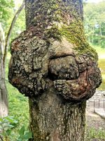 Schöne Natur auf Saaremaa 