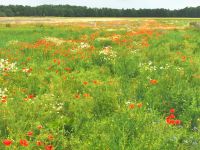Blumenwiesen auf Saaremaa