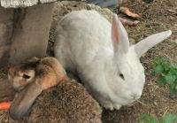 Hase im Windmühlenpark