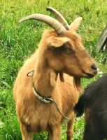 Ziegenbock im Windmühlenpark Angla