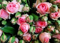 Blumenmarkt in Tallin