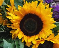 Sonnenblume auf dem Blumenmarkt von Tallin