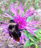 Dicke Hummel labt sich am Klee im Lahemaa Nationalpark