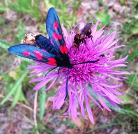 Sechsfleck Widderchen oder Blutströpfchen auf Klee