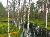 Lahemaa Nationalpark, Birkenwäldchen