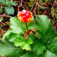 Moltebeere, reif sind sie, wenn sie ganz gelborange sind