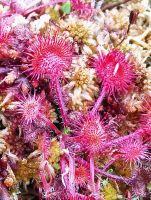 Der Sonnentau trickst Insekten mit süßen klebrigen Tentakeln aus