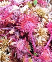 Sonnentau, fleischfressende Pflanze