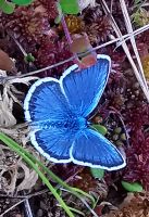 Bläuling im Lahemaa Nationalparks 